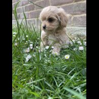 Maltipoo - Both