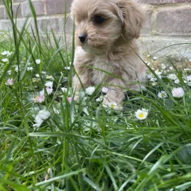 Maltipoo - Both
