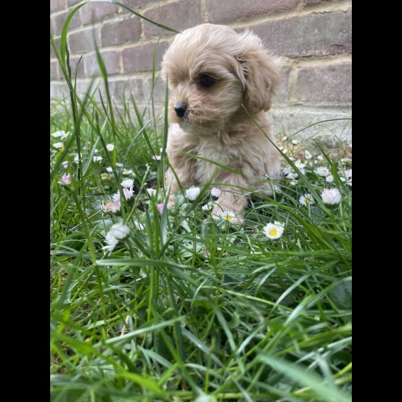 Maltipoo - Both