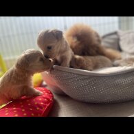 Maltipoo - Both