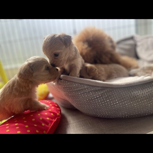 Maltipoo - Both