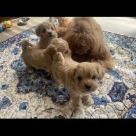 Maltipoo - Both