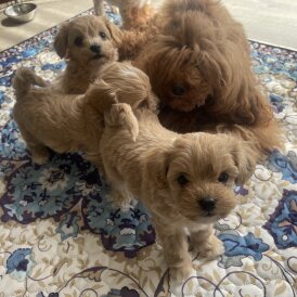 Maltipoo - Both