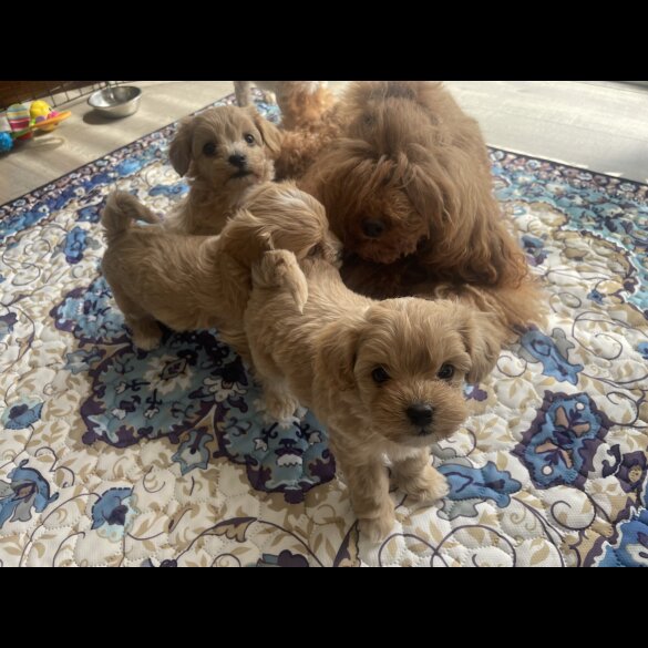 Maltipoo - Both