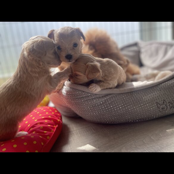 Maltipoo - Both