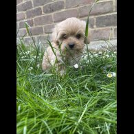 Maltipoo - Both