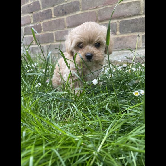 Maltipoo - Both