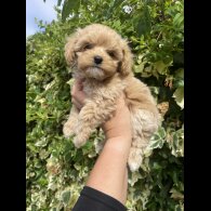 Maltipoo - Both