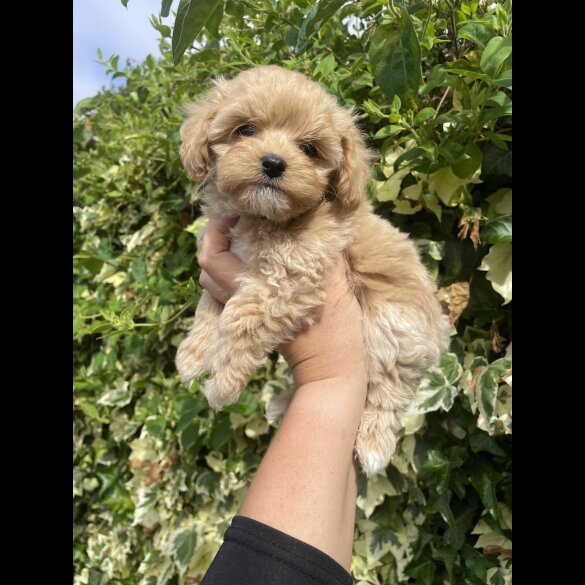 Maltipoo - Both