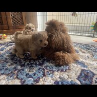 Maltipoo - Both