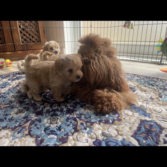 Maltipoo - Both