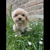 Maltipoo - Both