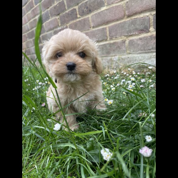 Maltipoo - Both