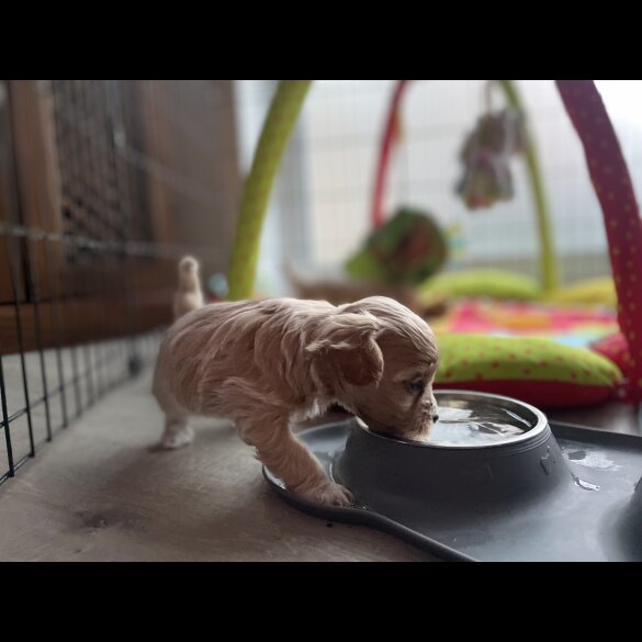 Maltipoo - Both