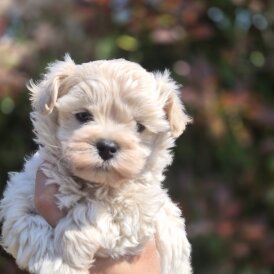 Maltipoo - Both