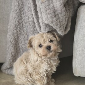 Maltipoo - Both