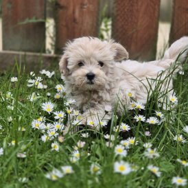 Maltipoo - Both
