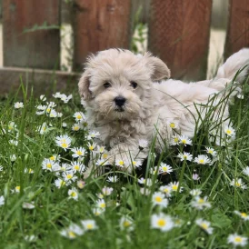 Maltipoo - Both