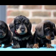 Dachshund (Standard &amp; Miniature) - Both