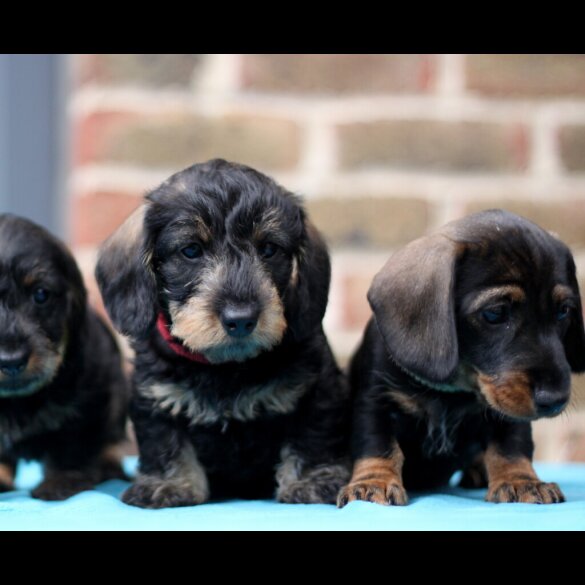 Dachshund (Standard &amp; Miniature) - Both