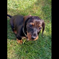 Dachshund (Standard &amp; Miniature) - Both