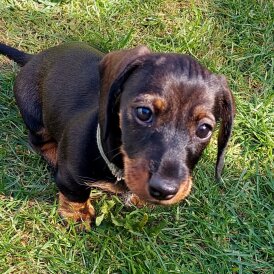 Dachshund (Standard &amp; Miniature) - Both