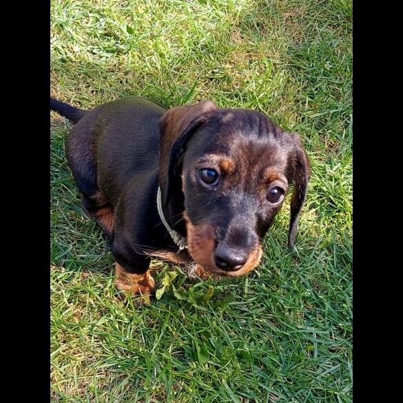 Dachshund (Standard &amp; Miniature) - Both