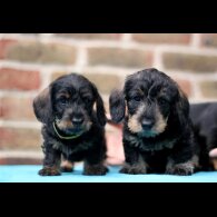 Dachshund (Standard &amp; Miniature) - Both