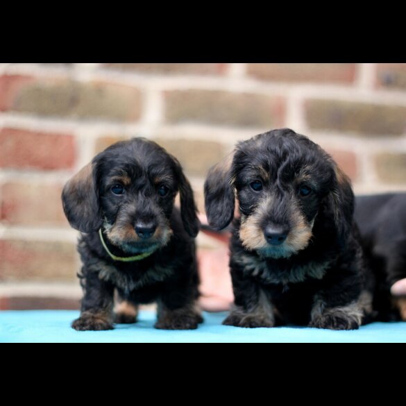 Dachshund (Standard &amp; Miniature) - Both