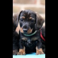 Dachshund (Standard &amp; Miniature) - Both