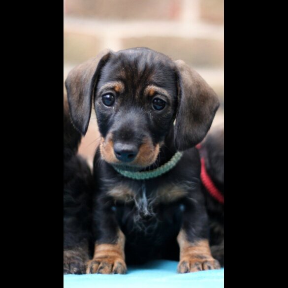 Dachshund (Standard &amp; Miniature) - Both