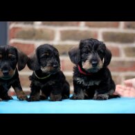 Dachshund (Standard &amp; Miniature) - Both