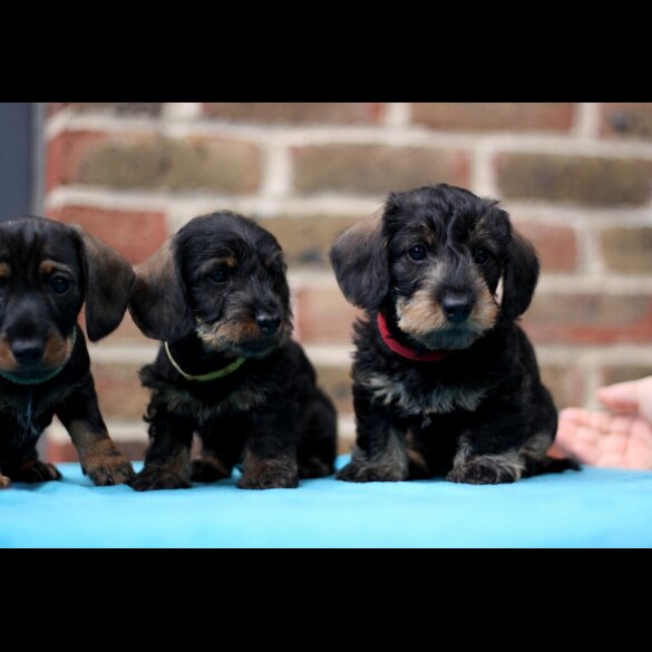 Dachshund (Standard &amp; Miniature) - Both