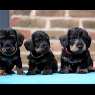 Dachshund (Standard &amp; Miniature) - Both