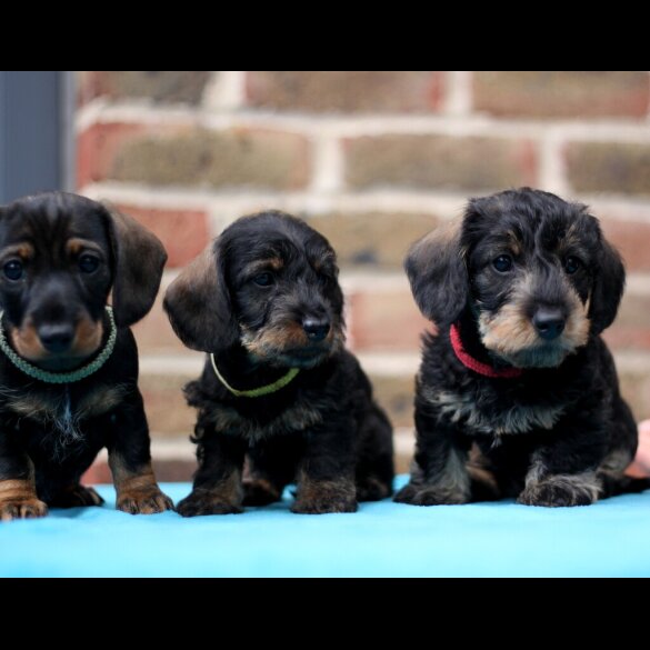 Dachshund (Standard &amp; Miniature) - Both