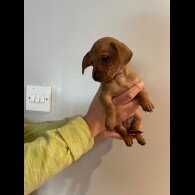Dachshund (Standard &amp; Miniature) - Dogs