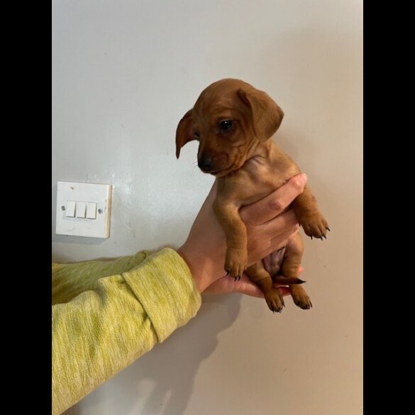 Dachshund (Standard &amp; Miniature) - Dogs