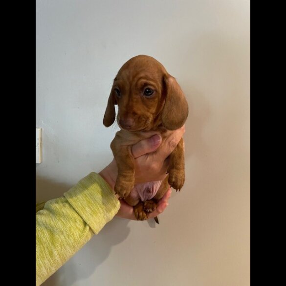 Dachshund (Standard &amp; Miniature) - Dogs