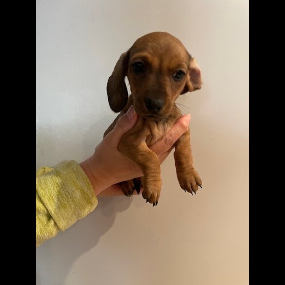 Dachshund (Standard &amp; Miniature) - Dogs