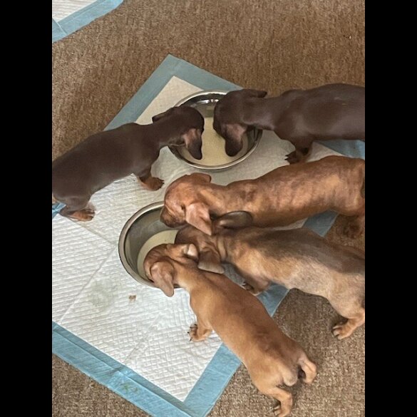 Dachshund (Standard &amp; Miniature) - Dogs