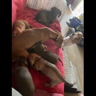 Dachshund (Standard &amp; Miniature) - Dogs