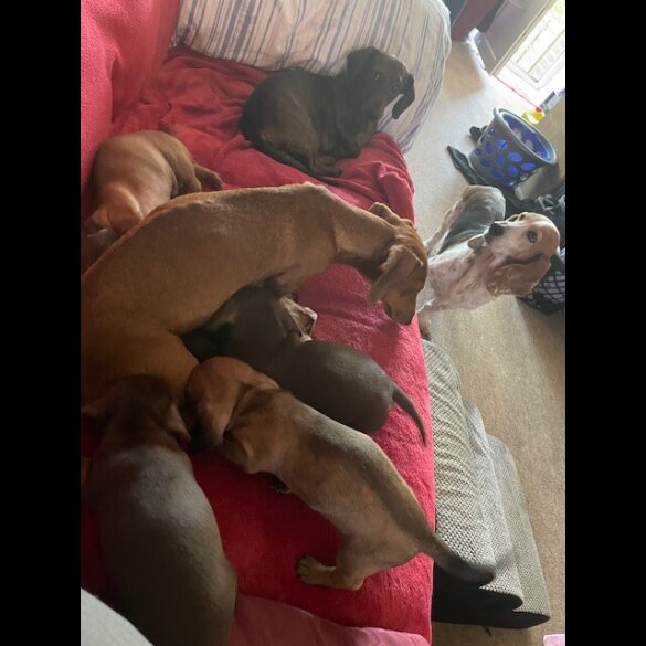 Dachshund (Standard &amp; Miniature) - Dogs