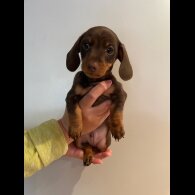 Dachshund (Standard &amp; Miniature) - Dogs