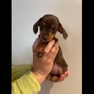 Dachshund (Standard &amp; Miniature) - Dogs