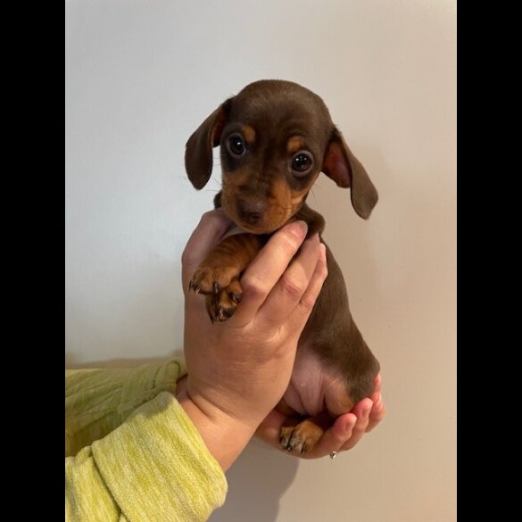 Dachshund (Standard &amp; Miniature) - Dogs