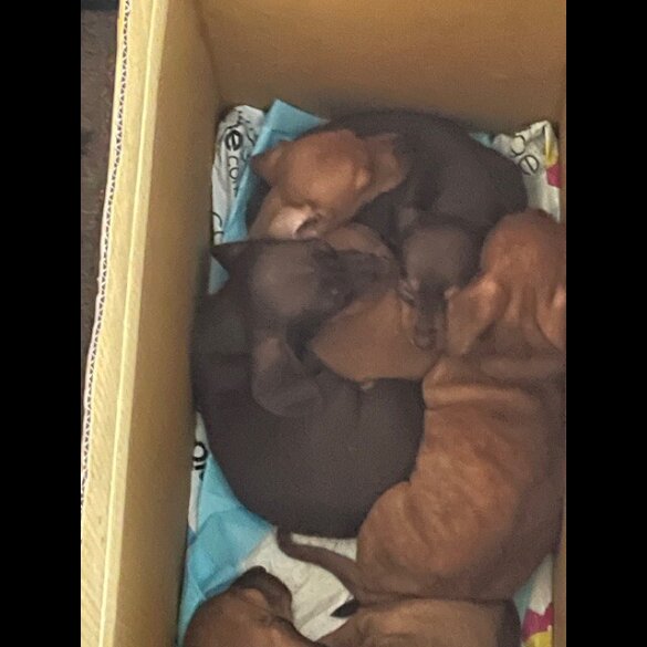 Dachshund (Standard &amp; Miniature) - Dogs