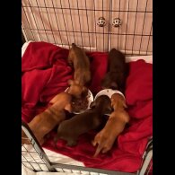 Dachshund (Standard &amp; Miniature) - Dogs