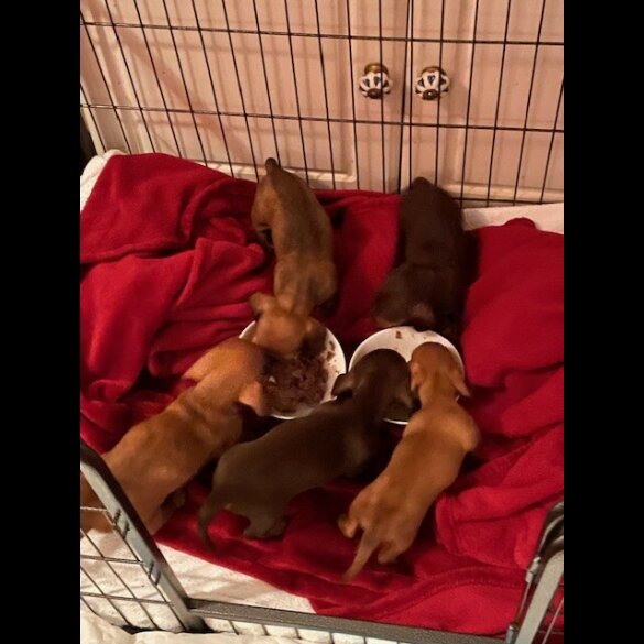 Dachshund (Standard &amp; Miniature) - Dogs