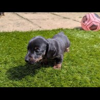Dachshund (Standard &amp; Miniature) - Bitches