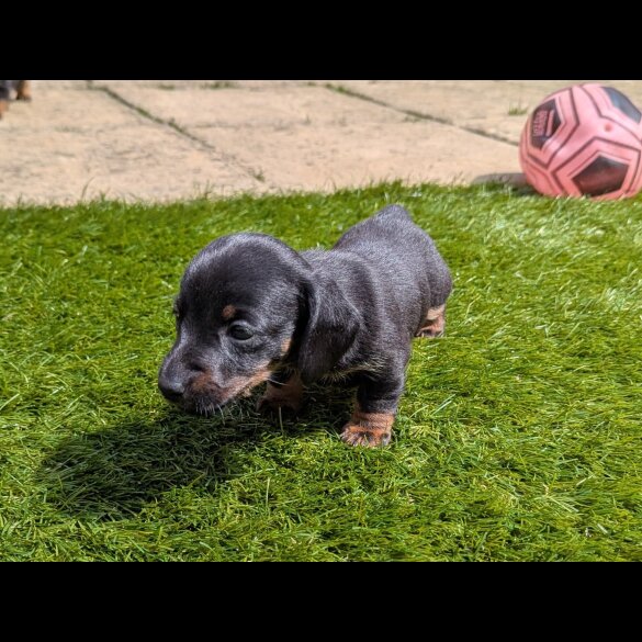 Dachshund (Standard &amp; Miniature) - Bitches